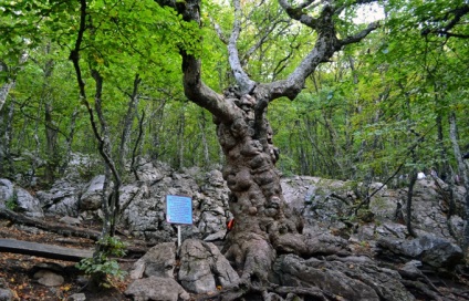 Excursie la a-petri yalta din punctul de vedere al păsărilor