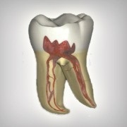 Endodonția Belgorod