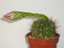 În cazul în care cactus nu infloreste
