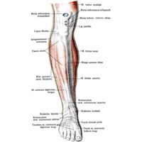 Fascia piciorului inferior