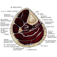 Fascia piciorului inferior