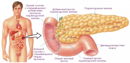 Fiziologia yoghiei influența practicii asupra sistemului hormonal - instruirea instructorilor în yoga,