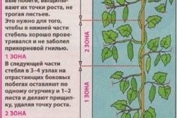 Formarea de castraveți într-o seră - o grădină, o grădină - țara de mame