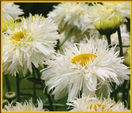 Fotografii și imagini cu flori albe cu nume