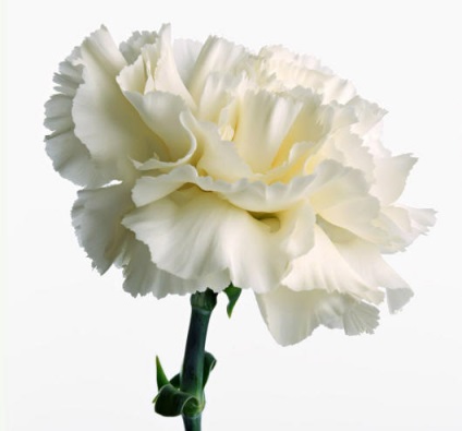 Fotók és képek a fehér virágok neveit