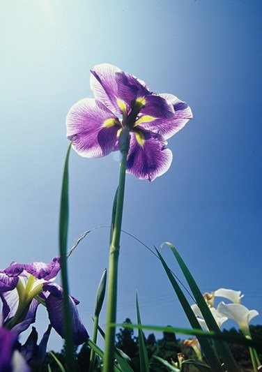 Irisuri fotografice