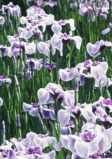 Irisuri fotografice