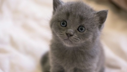 Fotografie de pisici gri cu ochi gri