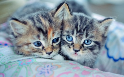 Fotografie de pisici gri cu ochi gri