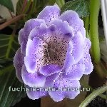 Fuchsia-nata gloxinia alegerii mele