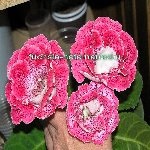 Fuchsia-nata gloxinia alegerii mele