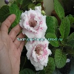 Fuchsia-nata gloxinia alegerii mele