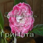 Fuchsia-nata gloxinia alegerii mele