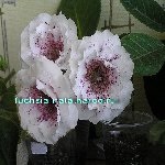 Fuchsia-nata gloxinia alegerii mele