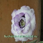 Fuchsia-nata gloxinia alegerii mele