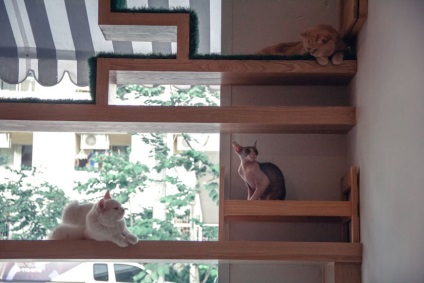 În cazul în care pisicile trăiesc în Pattaya