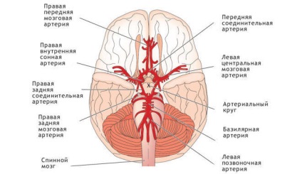 Febră hemoragică cu simptome și tratament al sindromului renal (GLPC)