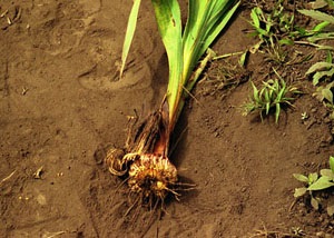 Gladioli - ültetés és gondozás Szibériában