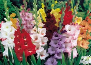 Gladiolus - plantarea și îngrijirea în Siberia
