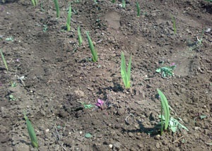 Gladiolus - plantarea și îngrijirea în Siberia