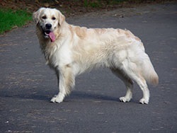 Golden Retriever fajta leírás, karbantartása és tisztítása