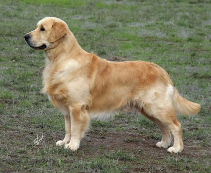 Golden Retriever fajta leírás, karbantartása és tisztítása