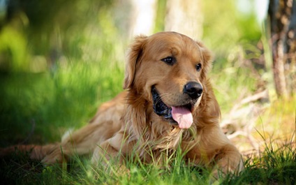 Golden Retriever fajta leírás, karbantartása és tisztítása