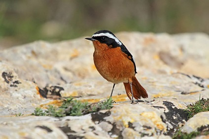 Redstart - poza, descrierea și condițiile de detenție în captivitate