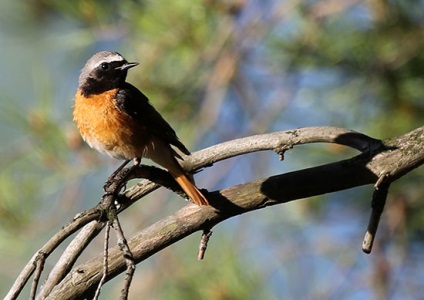 Redstart - poza, descrierea și condițiile de detenție în captivitate