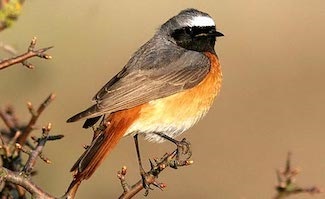 Redstart (phoenicurus) - descriere, tipuri, fotografie, voce și video