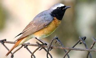 Redstart (phoenicurus) - descriere, tipuri, fotografie, voce și video