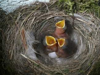 Redstart (phoenicurus) - descriere, tipuri, fotografie, voce și video