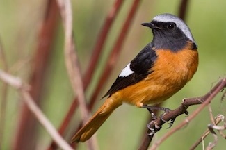 Redstart (phoenicurus) - descriere, tipuri, fotografie, voce și video