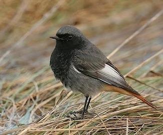 Redstart (phoenicurus) - descriere, tipuri, fotografie, voce și video