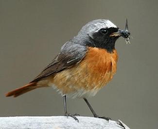 Redstart (phoenicurus) - descriere, tipuri, fotografie, voce și video