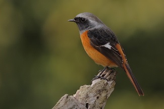 Redstart (phoenicurus) - descriere, tipuri, fotografie, voce și video