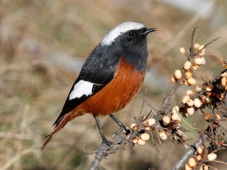 Redstart (phoenicurus) - descriere, tipuri, fotografie, voce și video