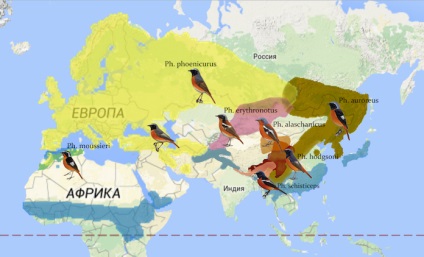 Rozsdás farkú gébics (Phoenicurus) - bemutató, típusok, fotók, hang- és video