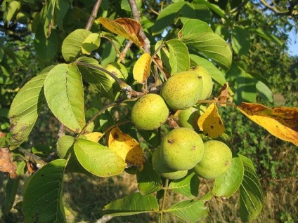 Plantarea, cultivarea și îngrijirea nucilor