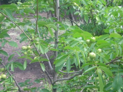 Plantarea, cultivarea și îngrijirea nucilor