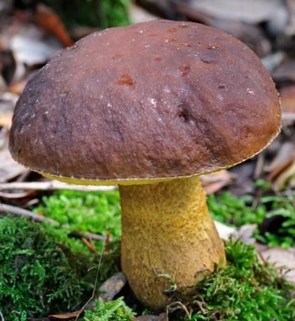 gomba Leccinum