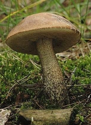 gomba Leccinum