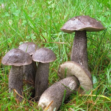 gomba Leccinum