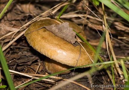 Ciuperci de porc - descriere, fotografie, porci subțiri și groși