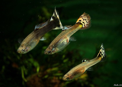 Guppii, iluminarea regimului de temperatură al peștilor guppy, condițiile de întreținere, ciclul de reproducere al guppilor,