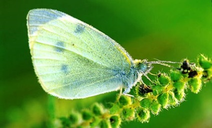 Caterpillar pe varză, oferindu-și mâinile