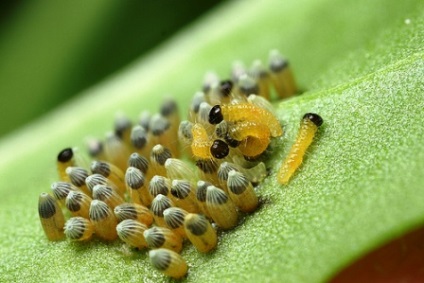 Caterpillar pe varză, oferindu-și mâinile