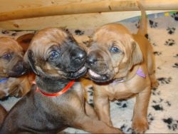 Termesztésével kapcsolatos információk és vásárlási kölykök - Rhodesian Ridgeback - óvodai gerinc s csillag