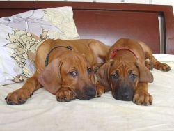 Termesztésével kapcsolatos információk és vásárlási kölykök - Rhodesian Ridgeback - óvodai gerinc s csillag