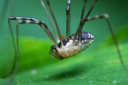 Informații interesante despre păianjeni